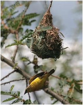 Image of Lufira Masked Weaver