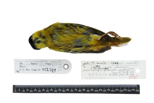 Image of Lufira Masked Weaver