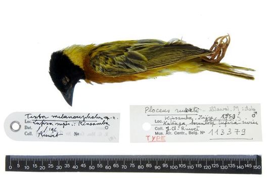 Image of Lufira Masked Weaver