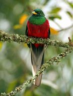 Image of African Trogons