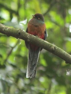 Image of Bar-tailed Trogon