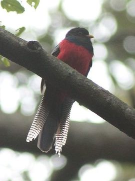 Image of Bar-tailed Trogon