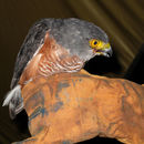 Image of Red-chested Goshawk