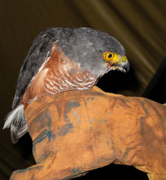 Image of Red-chested Goshawk