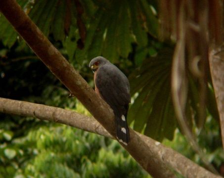 Image of Red-chested Goshawk