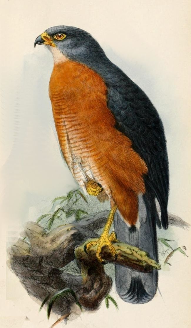 Image of Red-chested Goshawk