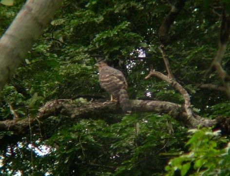 Image of Black Sparrowhawk