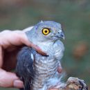 Image of Frances's Goshawk