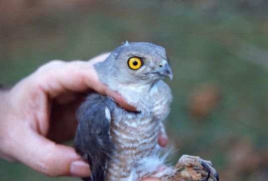 Imagem de Accipiter francesiae Smith & A 1834