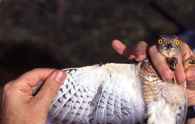 Image of Frances's Goshawk