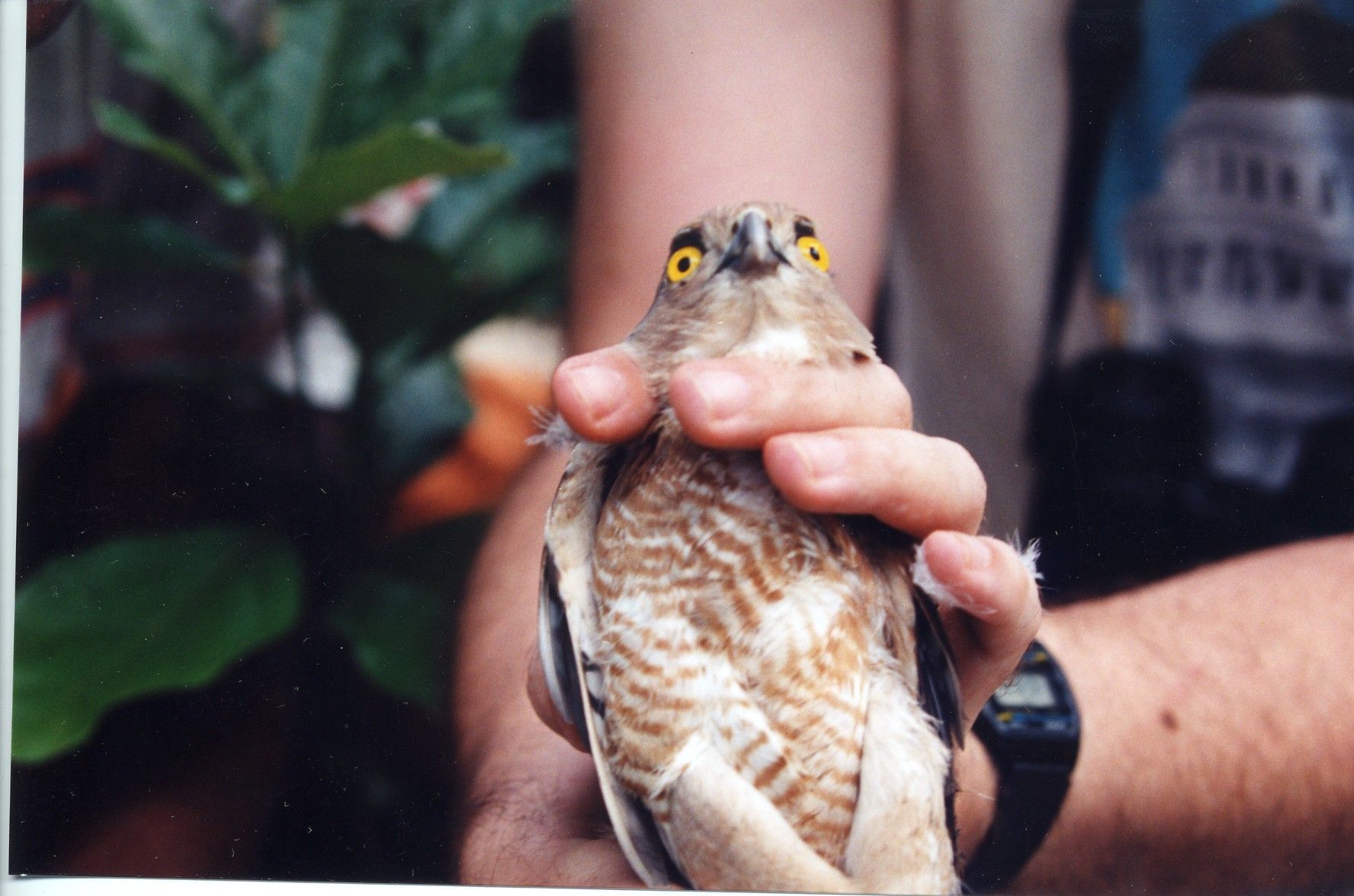 Image of Frances's Goshawk