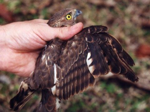 Image of Frances's Goshawk