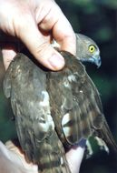 Image of Frances's Goshawk