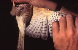 Image of Frances's Goshawk