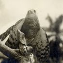 Image of Chestnut-flanked Sparrowhawk