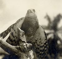 Image of Chestnut-flanked Sparrowhawk