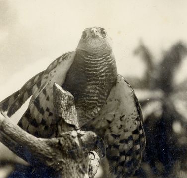 Image of Chestnut-flanked Sparrowhawk