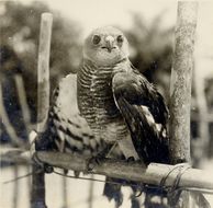 Image of Chestnut-flanked Sparrowhawk