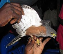 Image of Chestnut-flanked Sparrowhawk