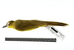 Image of Prigogine's Greenbul