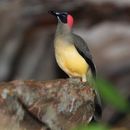 Image of Grey-necked Picathartes