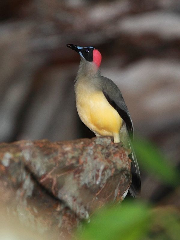 Image of Grey-necked Picathartes