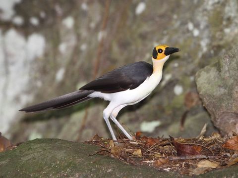 Image of rockfowl