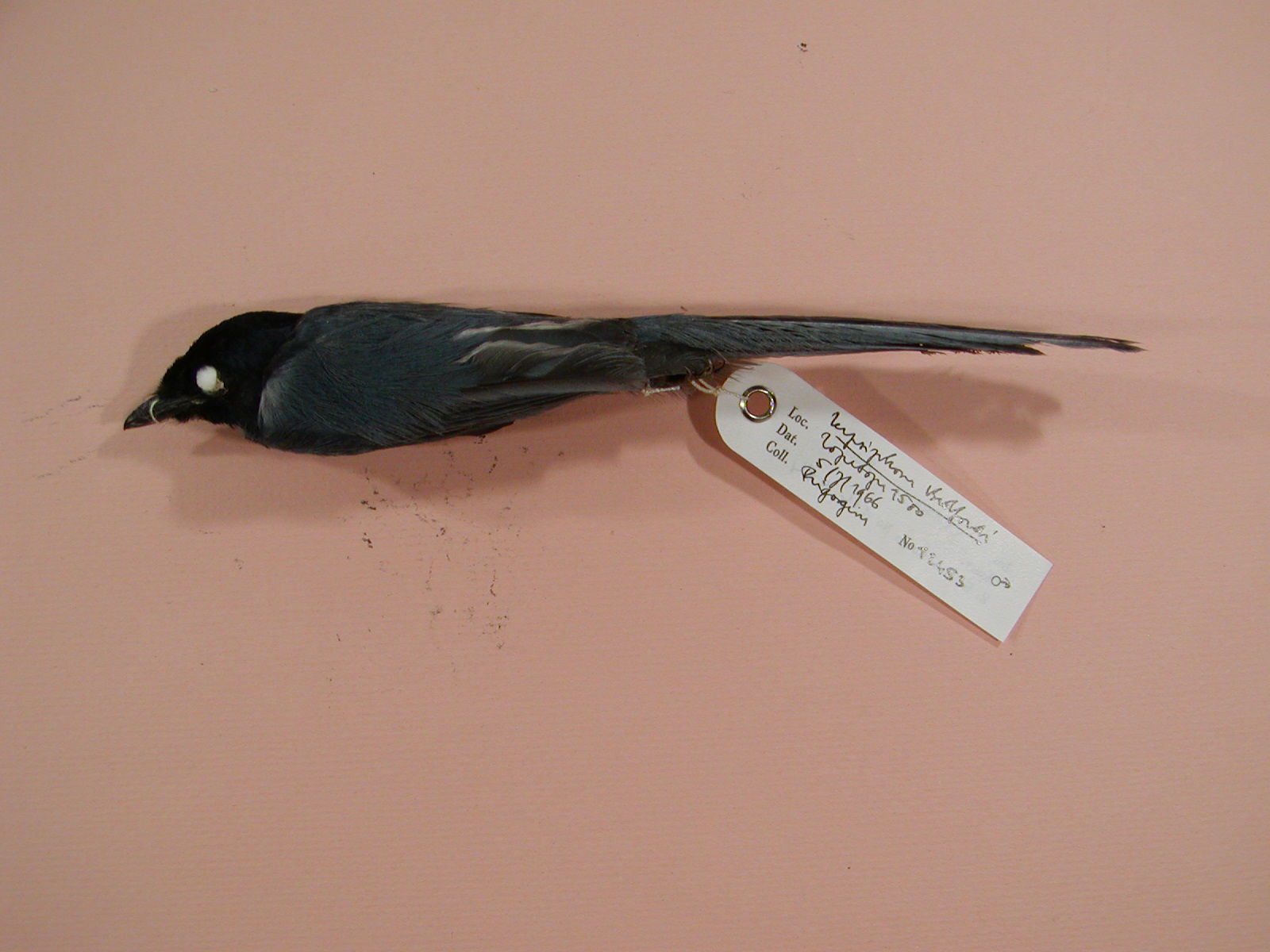 Image of Bedford's Paradise Flycatcher