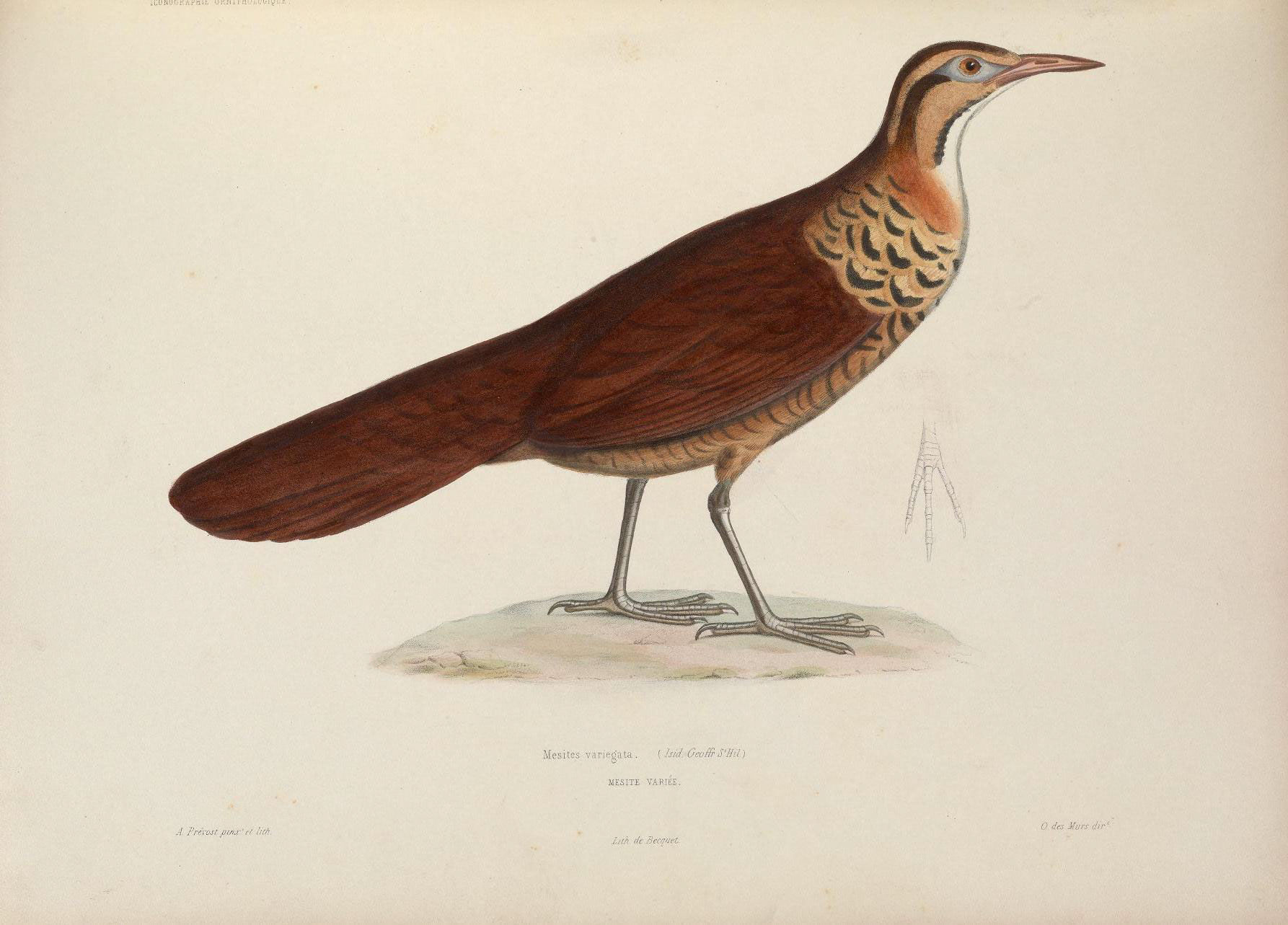 Image of Mesitornis Bonaparte 1855
