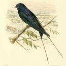 Hirundo atrocaerulea Sundevall 1850 resmi