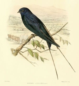 Hirundo atrocaerulea Sundevall 1850的圖片