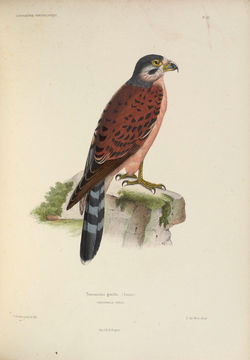 Image of Seychelles Kestrel