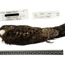 Image of Prigogine's Nightjar