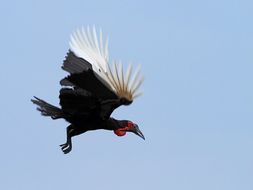 Image of Southern Ground Hornbill