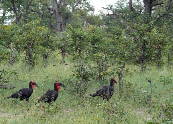 Bucorvus leadbeateri (Vigors 1825) resmi