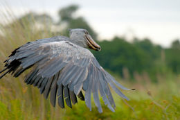Image of shoebills