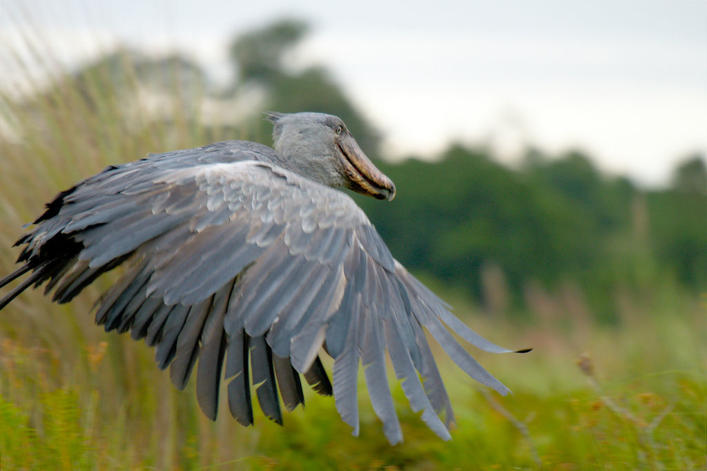 Image of shoebills