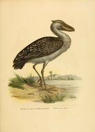 Image of shoebills