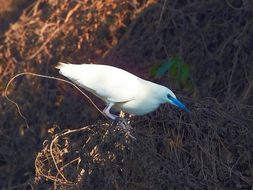 Imagem de Ardeola idae (Hartlaub 1860)