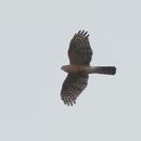 Image of Red-breasted Sparrowhawk