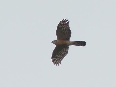 Image of Red-breasted Sparrowhawk