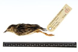 Image of Cisticola ayresii itombwensis Prigogine 1957