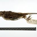 Image of <i>Anthus <i>cinnamomeus</i></i> cinnamomeus Rüppell 1840