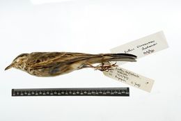 Image of Anthus cinnamomeus itombwensis Prigogine 1982