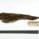 Слика од Anthus pallidiventris esobe Chapin 1937