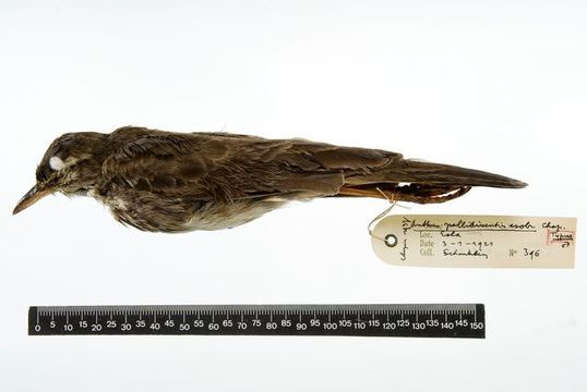 Слика од Anthus pallidiventris esobe Chapin 1937