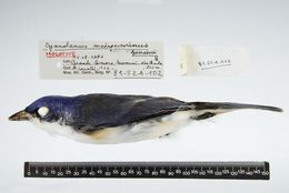 Cyanolanius madagascarinus bensoni Louette & Herremans 1982的圖片