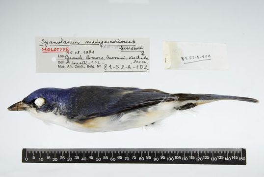 Слика од Cyanolanius madagascarinus bensoni Louette & Herremans 1982