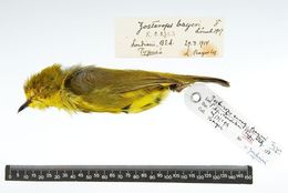 Image of <i>Zosterops senegalensis jacksoni</i> Neumann 1899