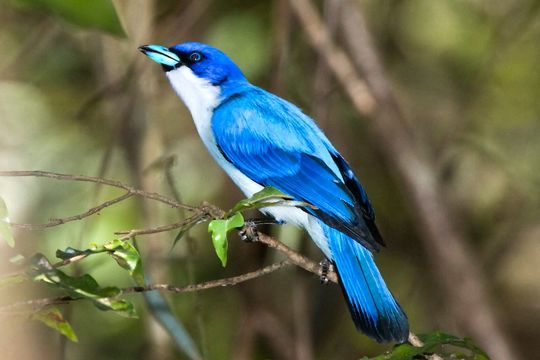 Слика од Cyanolanius madagascarinus madagascarinus (Linnaeus 1766)